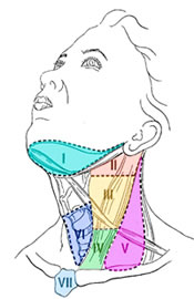 This figure shows the neck compartments used by surgeons to delineate the areas of lymph node metastases.
