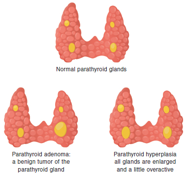 parathyroid glands